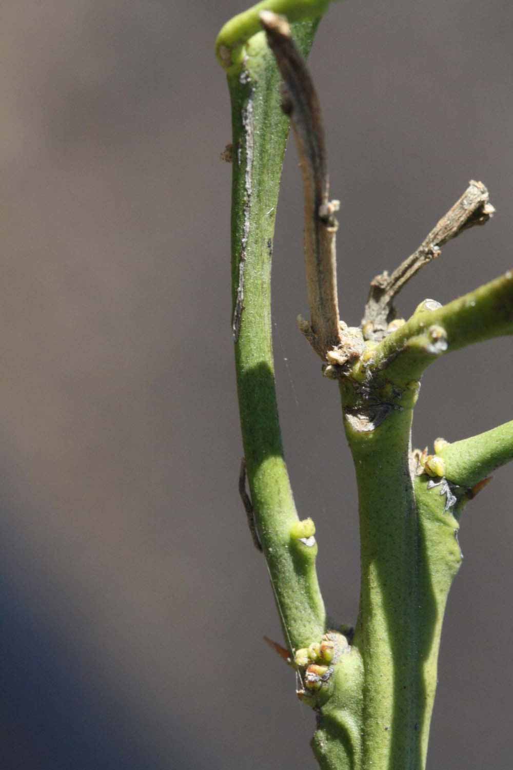              First year twig (Riverside, CA)       